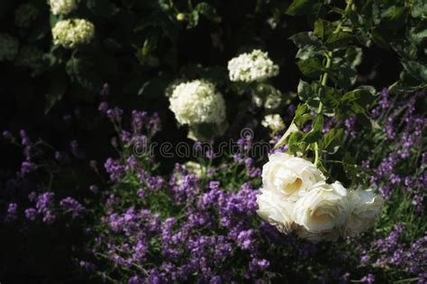 Lavender Hydrangea Stock Photo Image Of Plant Fragrant 32257664