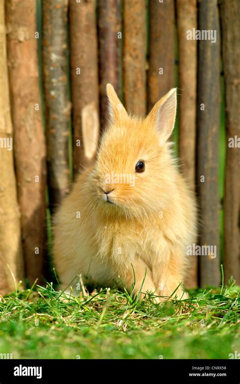 Zwerg Kaninchen Oryctolagus Cuniculus F Domestica Pup Fast 4