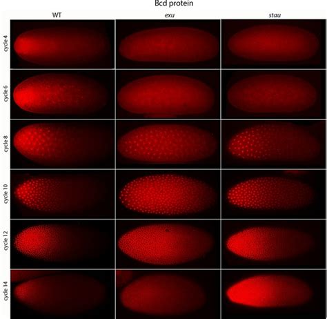 Figures And Data In Bicoid Gradient Formation And Function In The Drosophila Pre Syncytial