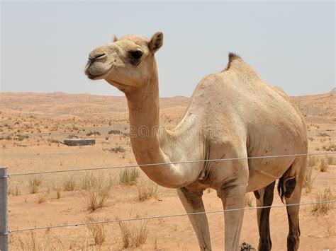 A Happy Camel In Dubai Stock Photo Image Of Adventure 266983282