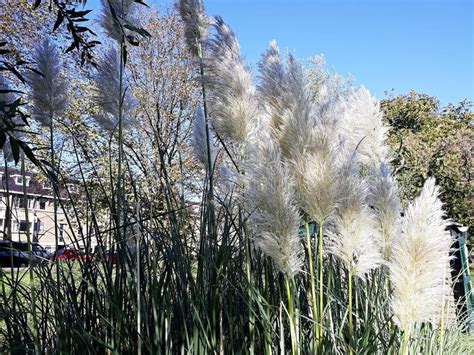 Selloana Del Cortaderia Conocido Como Hierba De Pampa Familia Poaceae