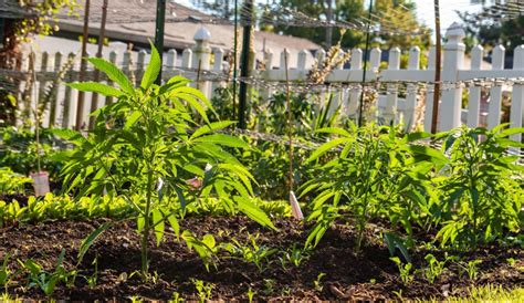 Ventajas de cultivar marihuana en el jardín de la casa Mota Radio