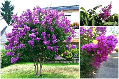 Lagerstroemia Indyjska Fioletowa Krzew Sadzonka P Allegro Pl