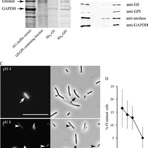 Moonlighting Functions Of Gs And Gpi Proteins From L Crispatus St1