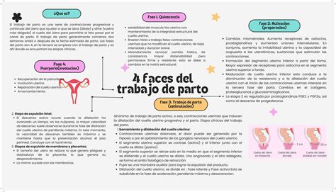 Mapa Mental Sobre Las Fases Del Parto Ary Udocz