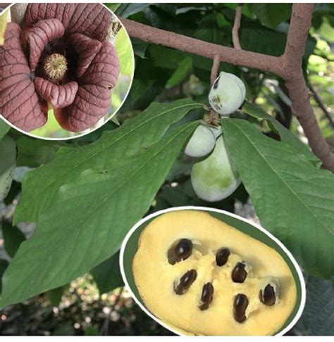 Paw Paw Tree Seeds For Planting 20 Seeds Edible Fruit Tree Made In Usa