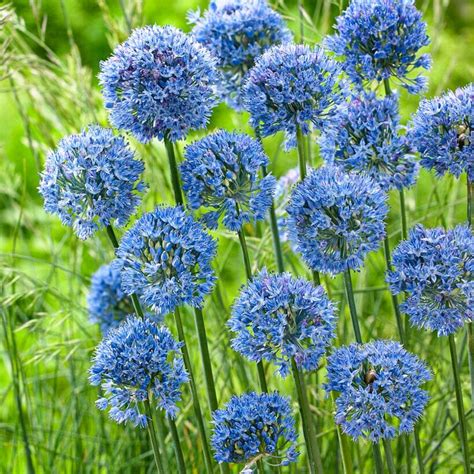 Blue Allium – Pinetree Garden Seeds