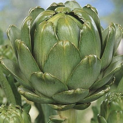 Karczoch Vert De Provence Wieloletni Nasiona Kiepenkerl