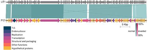 Schematic Genomic Alignment Of P121 With Lit1 Generated Using Easyfig