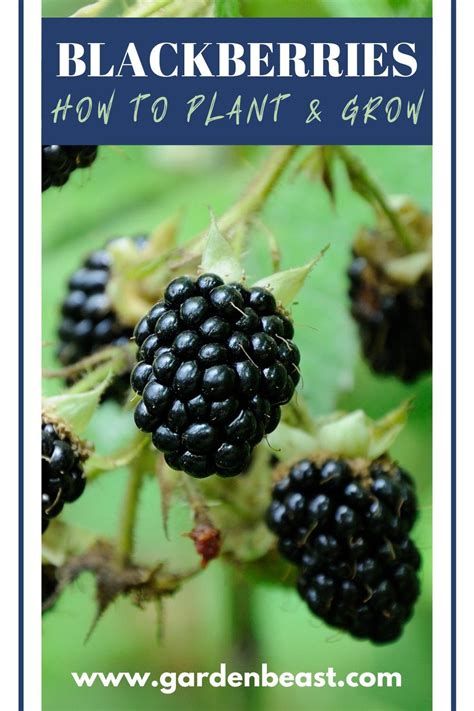 How To Grow Blackberries Tips For Planting Growing Complete Guide