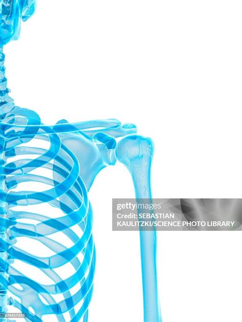 shoulder high res vector graphic getty images