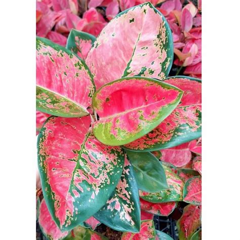 Well Drained Light Pink Aglaonema Plant at Rs 500/piece in Faridabad | ID: 2852861221055