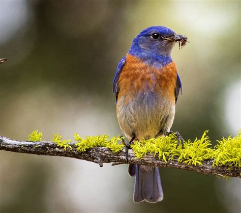 Birds Of Central Oregon — Deschutes Land Trust