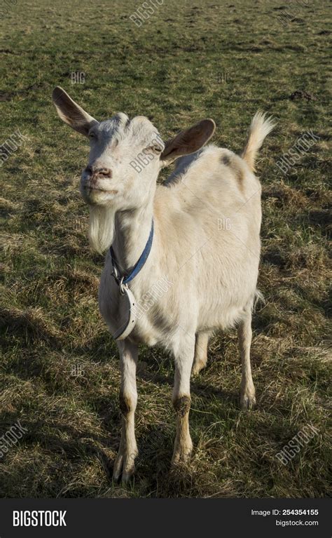 Bleating Goat Blue Image And Photo Free Trial Bigstock