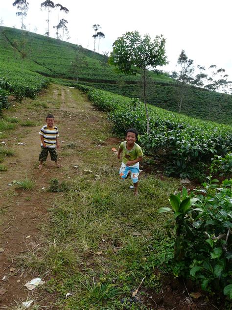 Teahills Of Cianjur Ayalareza Asadollah Azadehgani Flickr