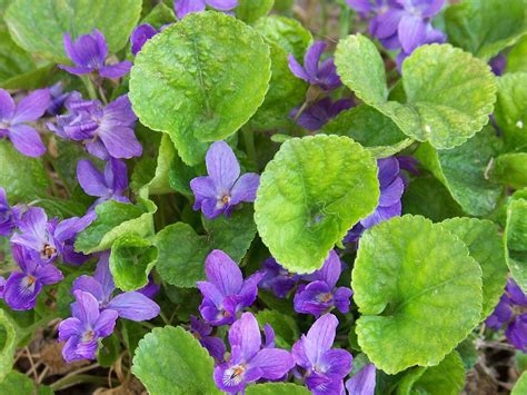 Sweet Violet Viola Odorata And Parma Violet How To Grow Forgotten Treasures Star Of Nature