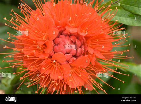 Panama Flamme Blume Brownea Macrophylla Hoomaluhia Botanischen Garten