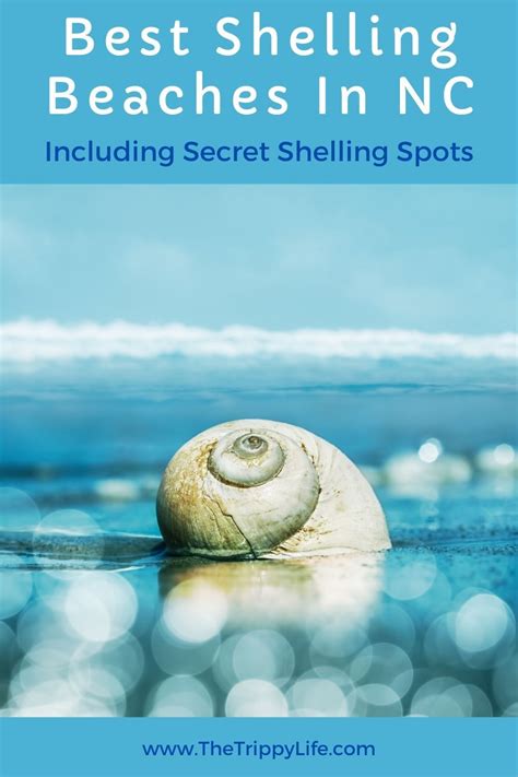 Best Shelling Beaches In Nc Including Secret Shelling Spots In 2021