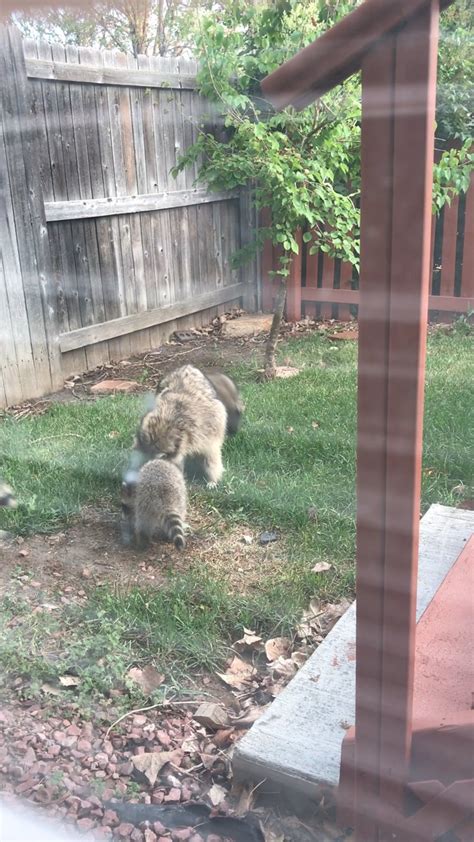 Baby raccoons playing in my backyard. : aww