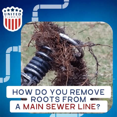 How To Remove Tree Roots From A Sewer Line Tips From An Expert Plumber