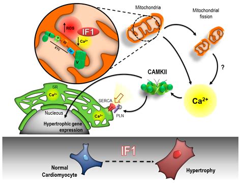 Ijms Free Full Text Atpase Inhibitory Factor 1 Disrupts