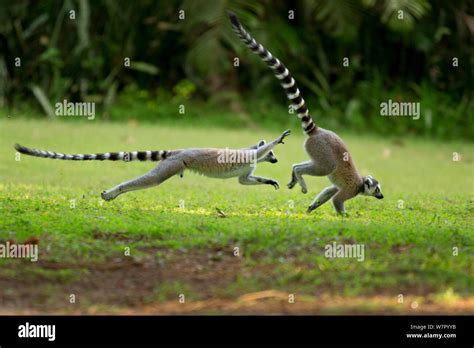 Ringtail Lemurs Lemur Catta Chasing Each Other And Playing