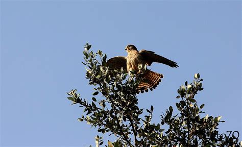 Birding Cascais Peneireiro Commom Kestrel Falco Tinnunculus No