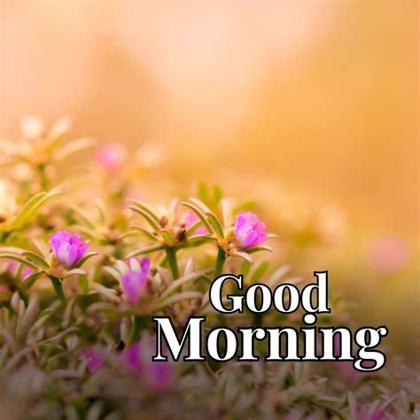 Beautiful Flower Images With Good Morning Messages Best Flower Site