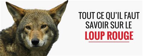 Le Loup Rouge Un Animal Intéressant à Découvrir And Terre Des Loups