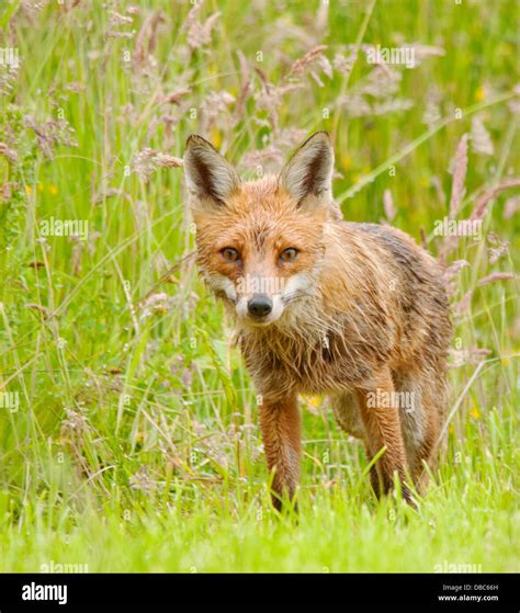 Wet Red Fox Hi Res Stock Photography And Images Alamy