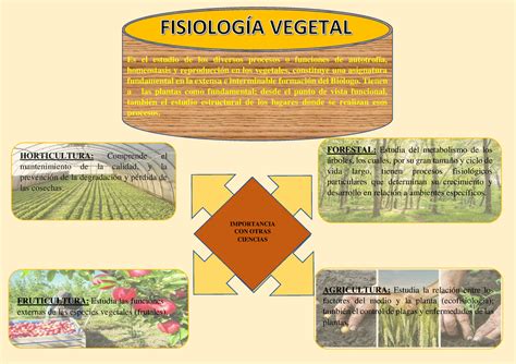 Infograf A De Fisiolog A Vegetal Semana Agricultura Estudia La