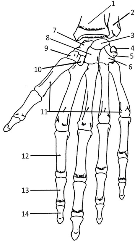 47 Best Ideas For Coloring Free Skeletal Hand Diagram