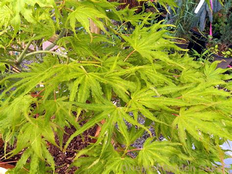 Acer Palmatum White Peaches Oriental Garden Supply