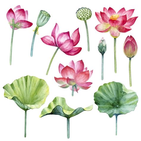 Lotus Flower Watercolor | Best Flower Site