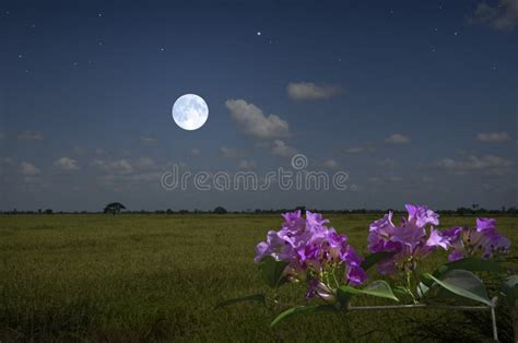 Beautiful Violet Flower in Moonlight of Night Stock Photo - Image of ...