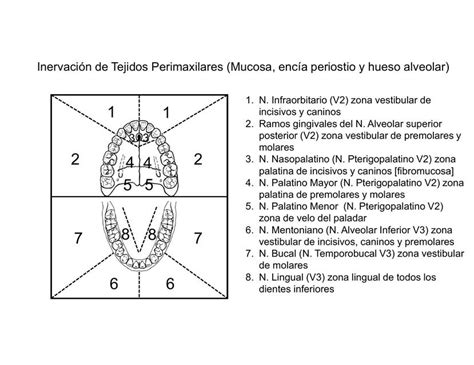 Inervaci N De Tejidos Perimaxilares Mucosa Enc A Periostio Y Hueso