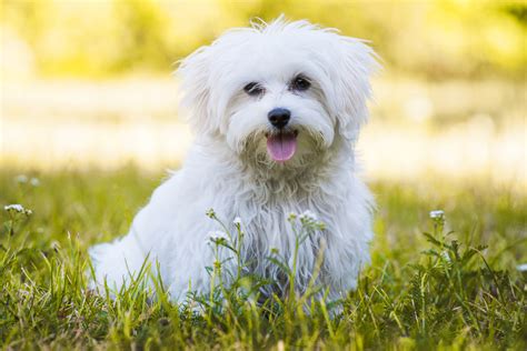 Ra As De Cachorros Pequenos Conhe A As Caracter Sticas De Cada Uma