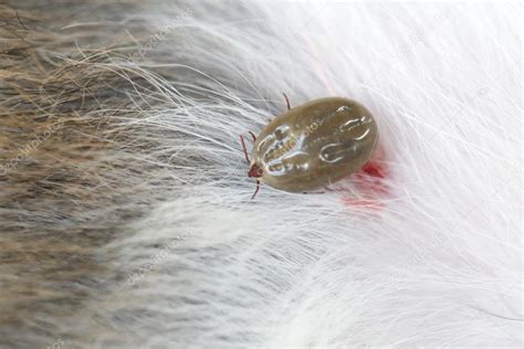 Big Tick On A Dog In Clearing — Stock Photo © Meepoohyaphoto 86653030