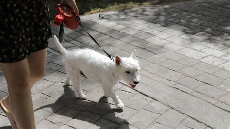 La Polic A Local De Burjassot Identifica A Canes