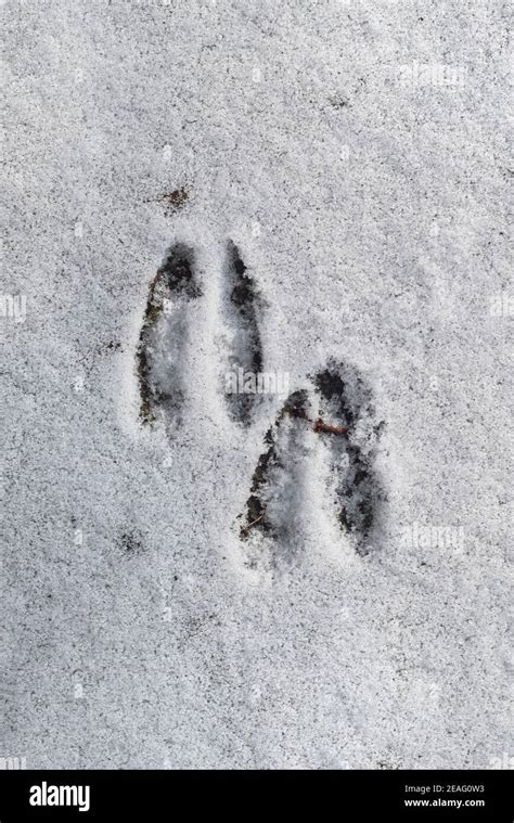 Close-up of footprints / hoof prints from roe deer (Capreolus capreolus ...