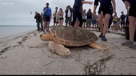 Clearwater Marine Aquarium Releases Rehabbed Sea Turtle Wtsp