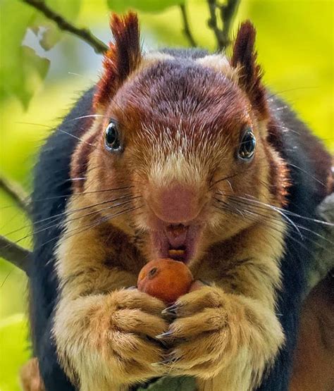 Meet The Indian Giant Squirrel, The Exotic Rainbow Rodent