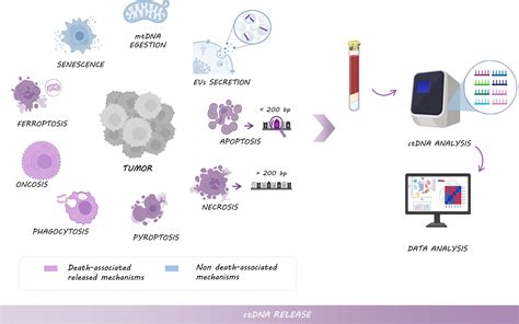 Frontiers Circulating Tumor Dna As A Cancer Biomarker An Overview Of