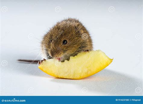 Close Up On Brown Field Mouse Eating A Piece Of Peach Stock Photo