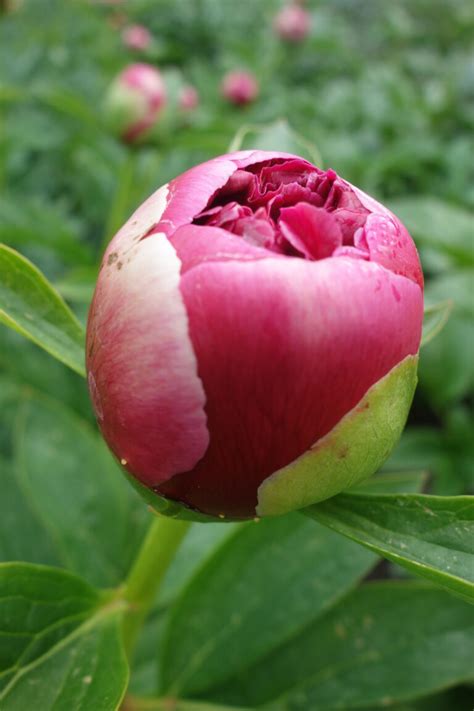 Peony Mary Jo LeGare Early Mid Green Works Specialist In Peonies