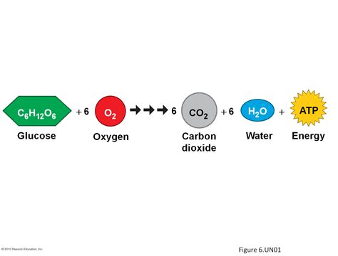 Cellular Respiration Takes In Food And Uses It To Create Atp A