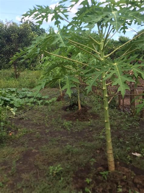 Familias Del Almendro Cuentan Con Nuevo Huerto Comunitario Diario