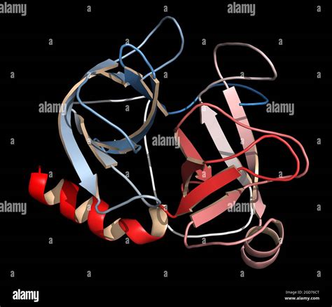 Trypsin Digestive Enzyme Molecule Human 3D Illustration Stock Photo