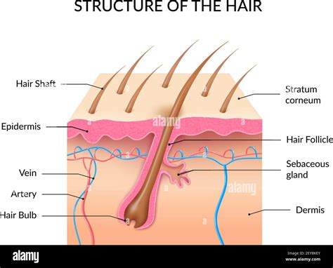 Human Hair Anatomy Infographics With Cross Section Of Skin Layers Hair