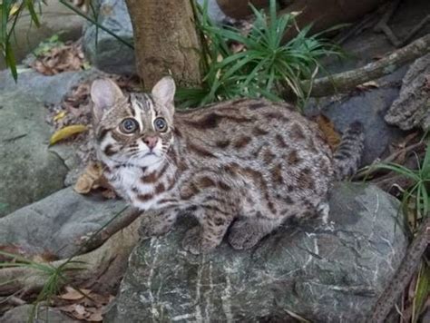 【石虎報報】守護石虎 苗7月設自然生態保育科 石虎抱抱 Hug Taiwan Leopard Cat